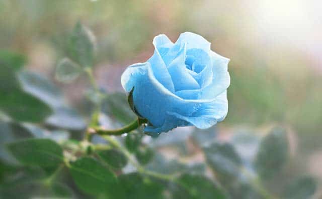 Hoa hồng màu sắc xanh